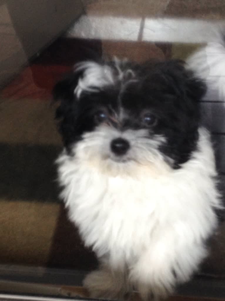 Bailey, a Havanese and Maltese mix tested with EmbarkVet.com