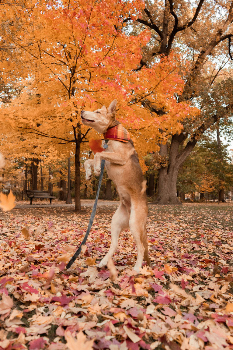 Aalo, a German Shepherd Dog and Siberian Husky mix tested with EmbarkVet.com