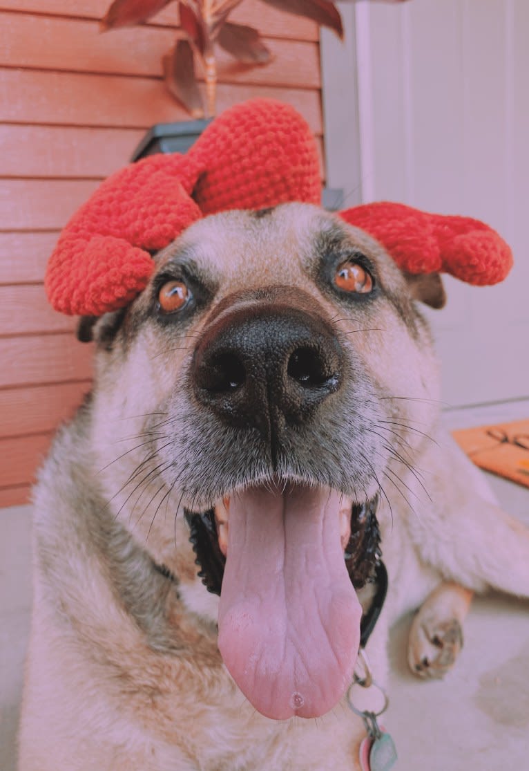 Tiko, a German Shepherd Dog and Perro de Presa Canario mix tested with EmbarkVet.com