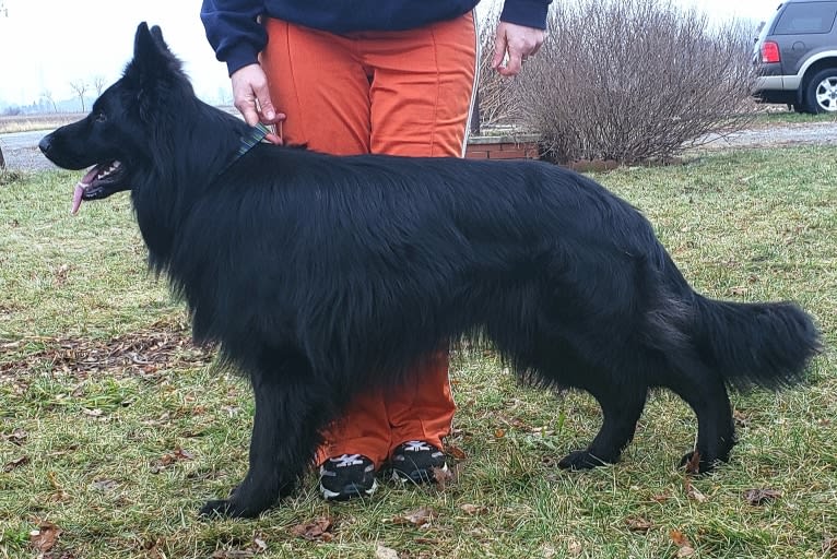 Zeke, a German Shepherd Dog tested with EmbarkVet.com