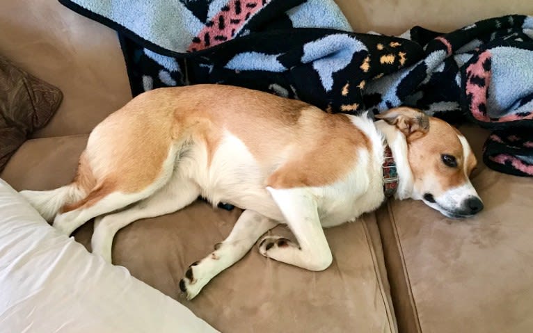 Mabel, an Australian Cattle Dog and Chow Chow mix tested with EmbarkVet.com