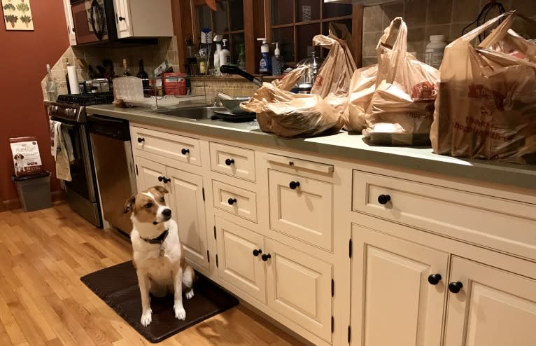 Mabel, an Australian Cattle Dog and Chow Chow mix tested with EmbarkVet.com