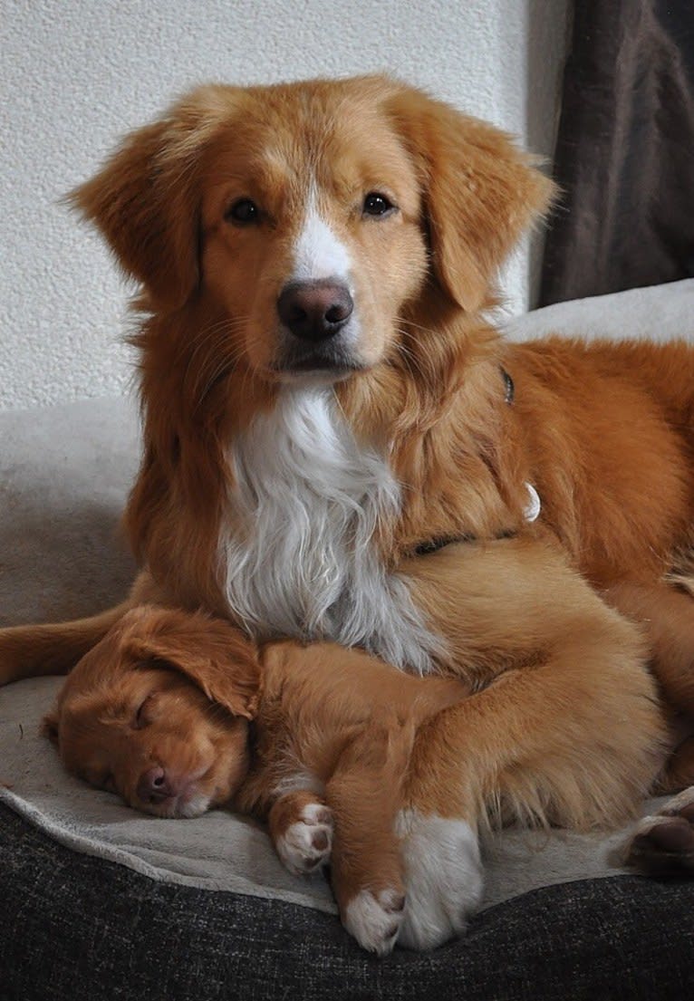 Toby, a Nova Scotia Duck Tolling Retriever tested with EmbarkVet.com