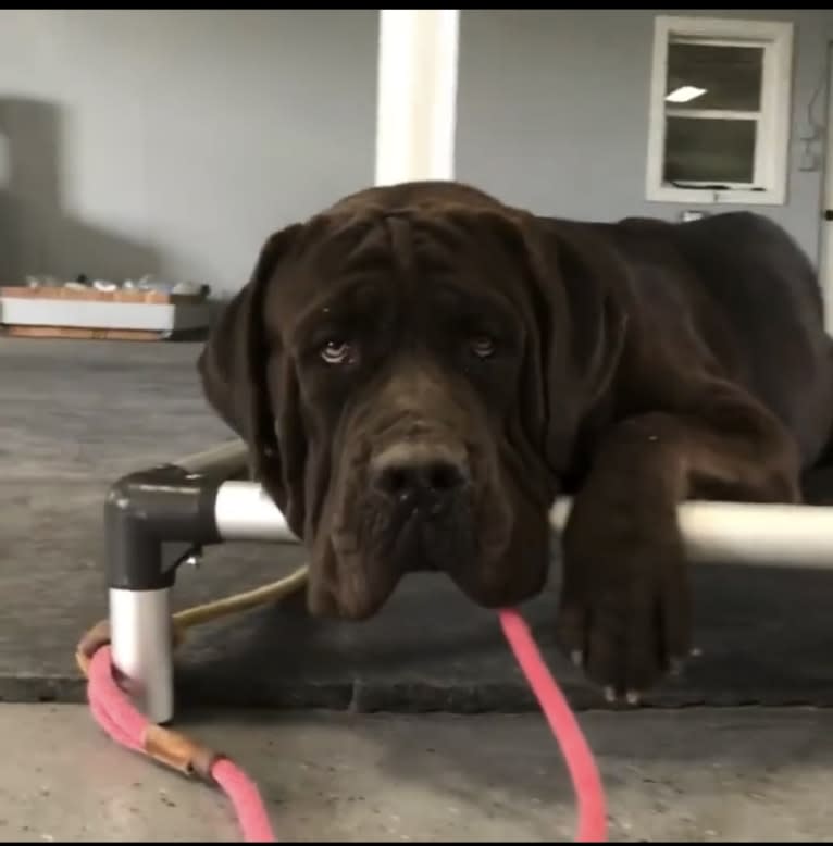 Cade, a Cane Corso tested with EmbarkVet.com