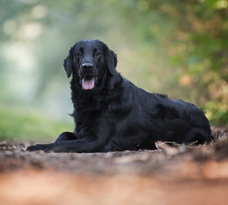 Jip, a Flat-Coated Retriever tested with EmbarkVet.com