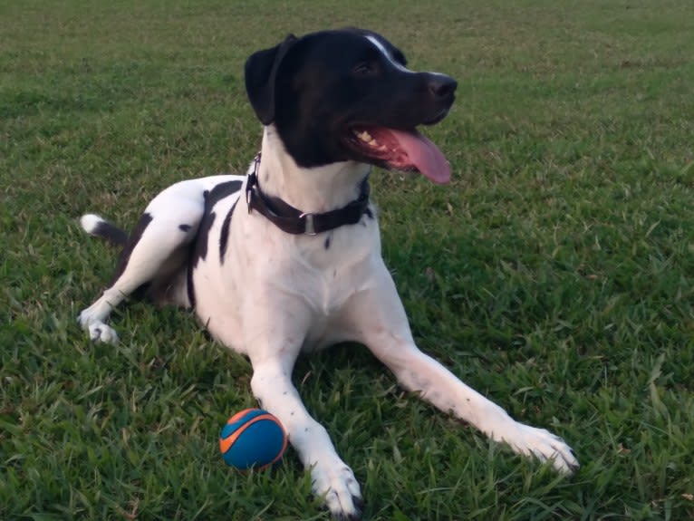 PATIENCE, a Labrador Retriever and American Pit Bull Terrier mix tested with EmbarkVet.com