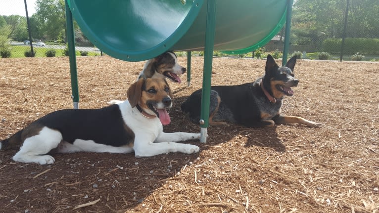 Freckles, a Beagle and German Shepherd Dog mix tested with EmbarkVet.com