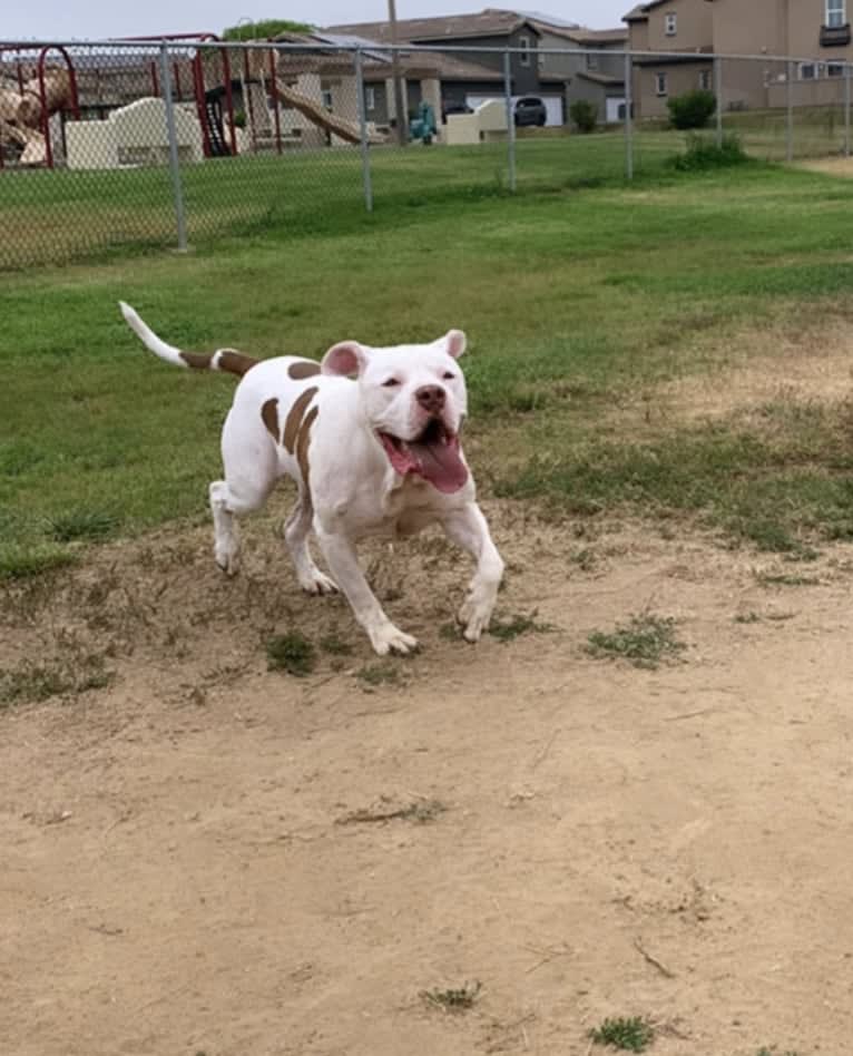 Tank (Bubba’s), an American Pit Bull Terrier and Boxer mix tested with EmbarkVet.com