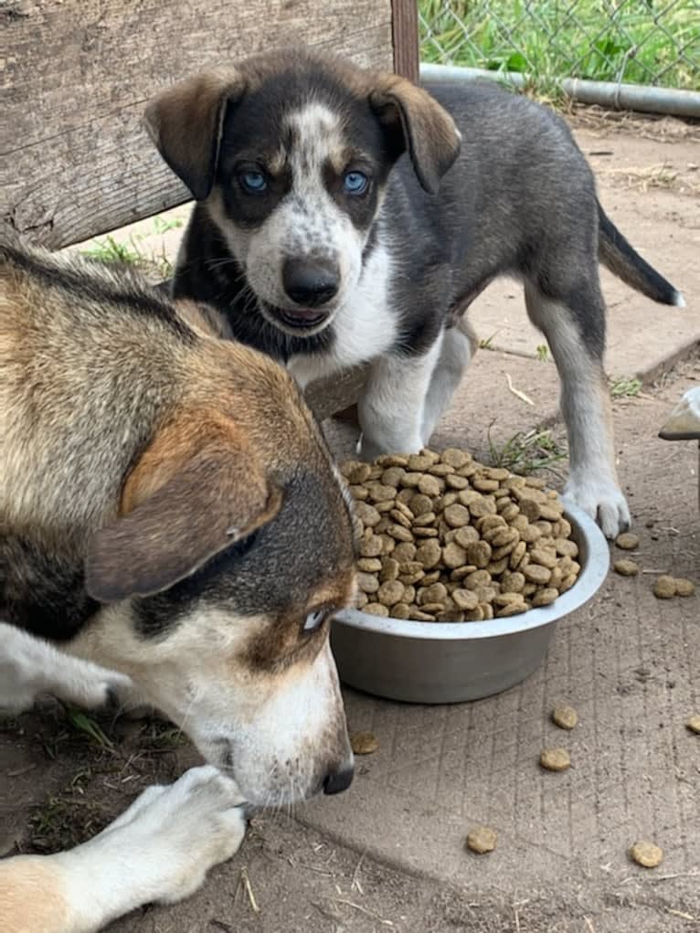 Captain, a Siberian Husky and Alaskan-type Husky mix tested with EmbarkVet.com