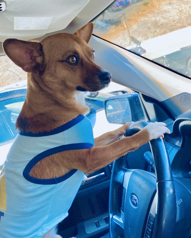 Scarlet, an Australian Cattle Dog and Chihuahua mix tested with EmbarkVet.com