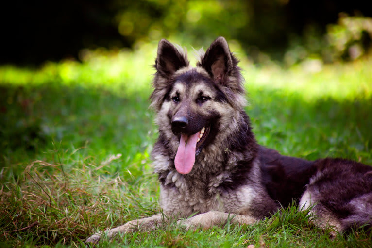 Stevie, a German Shepherd Dog tested with EmbarkVet.com