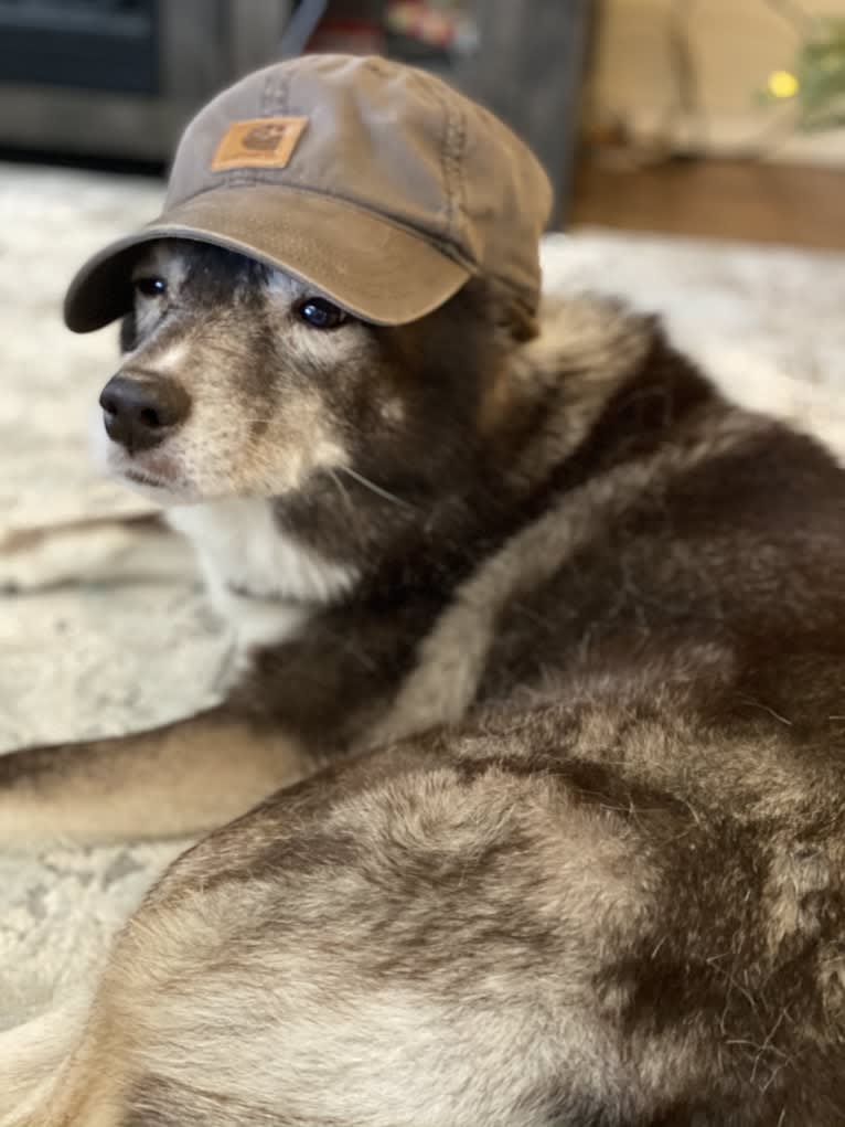 Lucky, a Siberian Husky and Border Collie mix tested with EmbarkVet.com