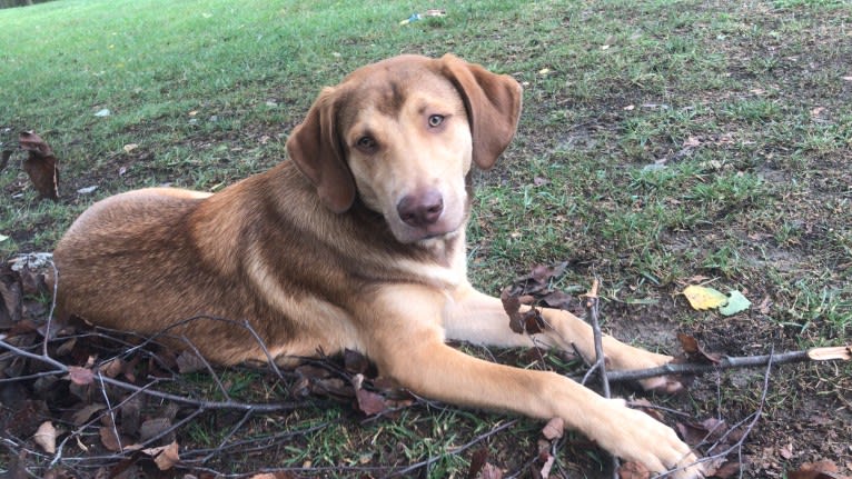 Oakley, an American Pit Bull Terrier and Chesapeake Bay Retriever mix tested with EmbarkVet.com