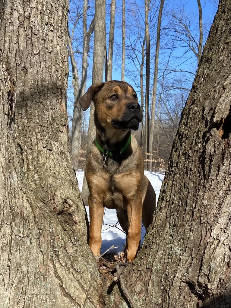 Lenny, a Rottweiler and American Pit Bull Terrier mix tested with EmbarkVet.com