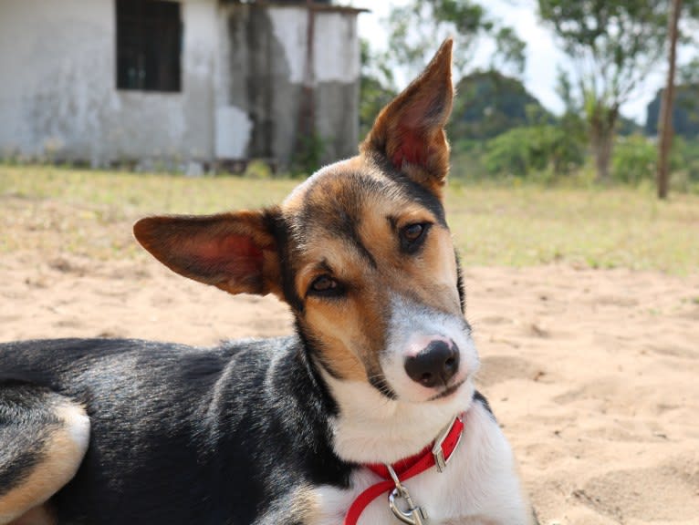 Kidogo, a Central and East African Village Dog tested with EmbarkVet.com