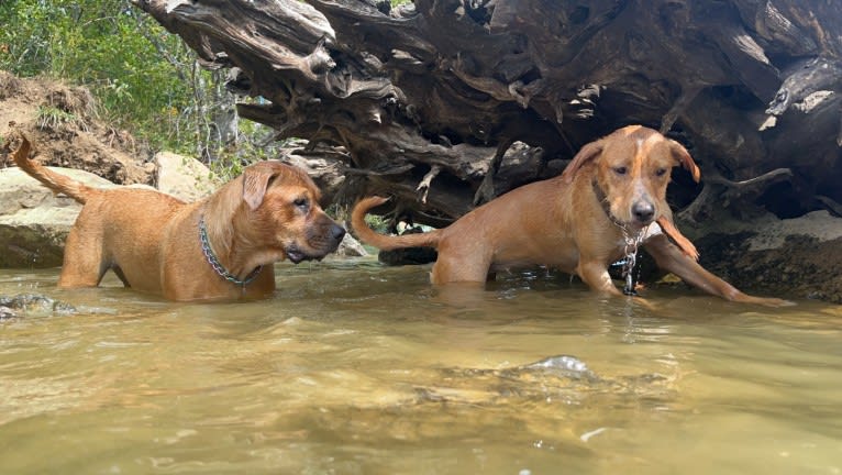 Her name is Sage, an American Bulldog and Labrador Retriever mix tested with EmbarkVet.com