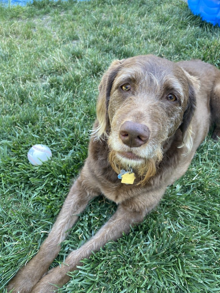 Sydney, a Labradoodle tested with EmbarkVet.com