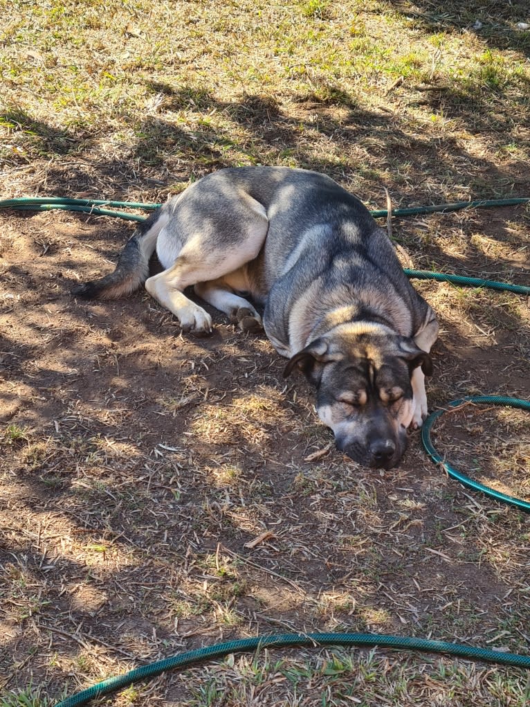 Mud, a Siberian Husky and Neapolitan Mastiff mix tested with EmbarkVet.com