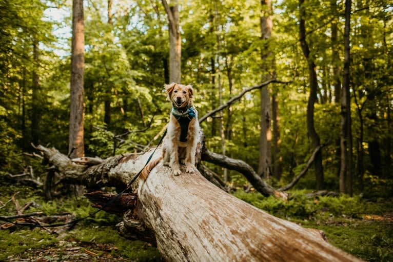 Tate, a Southeast Asian Village Dog tested with EmbarkVet.com