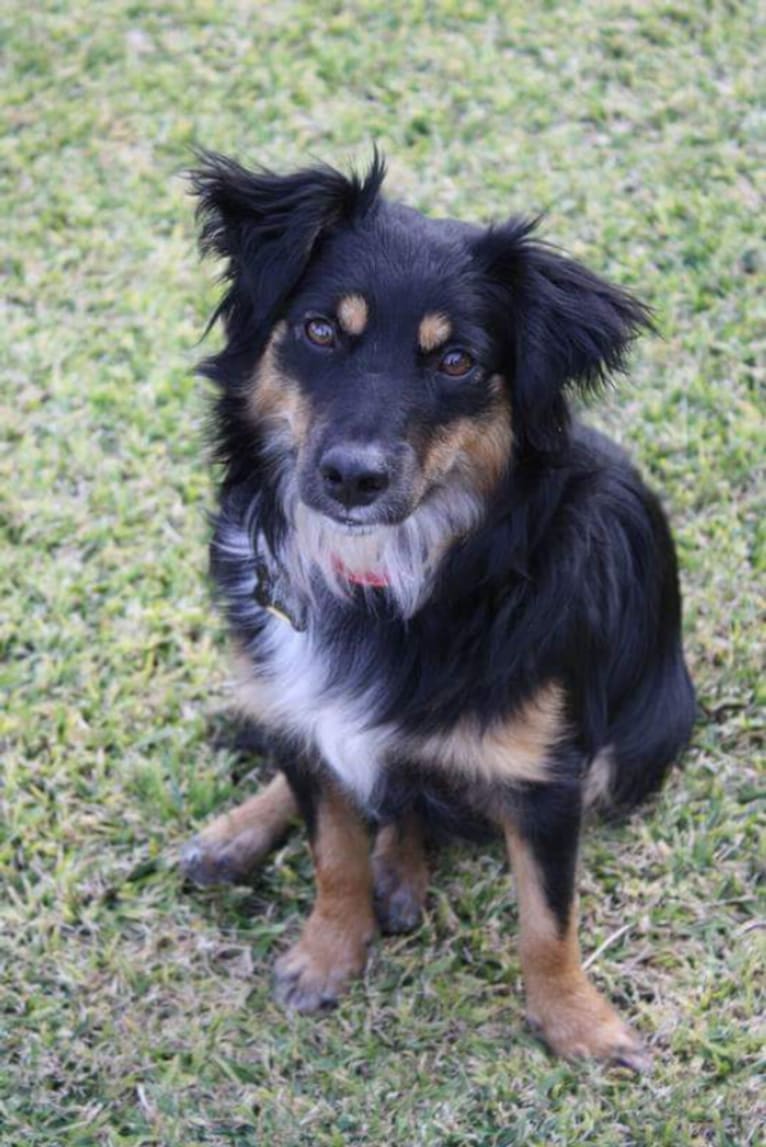 Fiona, an Australian Cattle Dog and Chihuahua mix tested with EmbarkVet.com