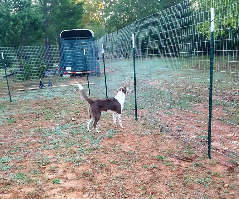 Maple, a German Shorthaired Pointer and Chow Chow mix tested with EmbarkVet.com