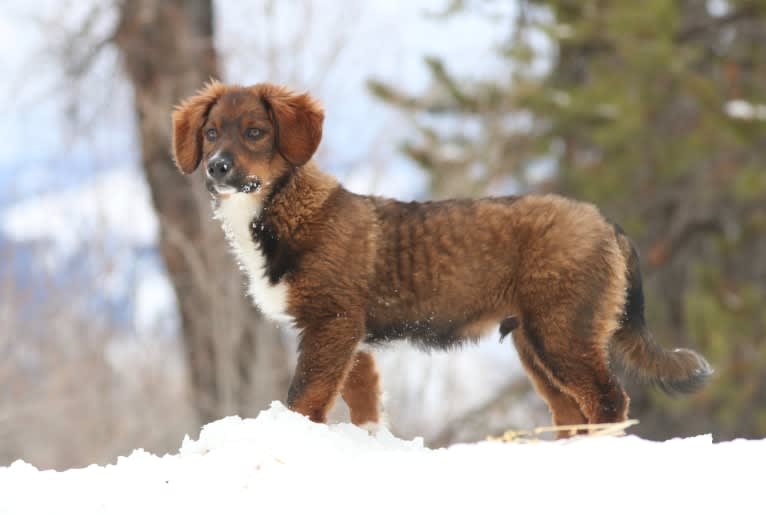 Burley, an English Shepherd tested with EmbarkVet.com