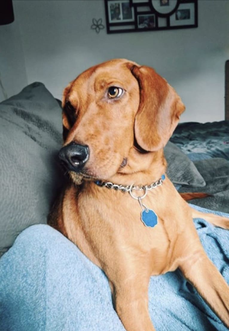 Opie, a Beagle and Redbone Coonhound mix tested with EmbarkVet.com