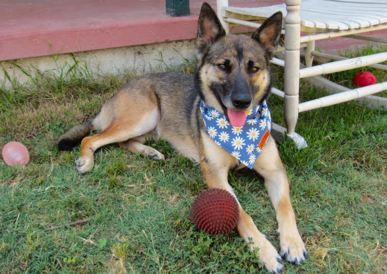 Halo, a Belgian Malinois and Siberian Husky mix tested with EmbarkVet.com