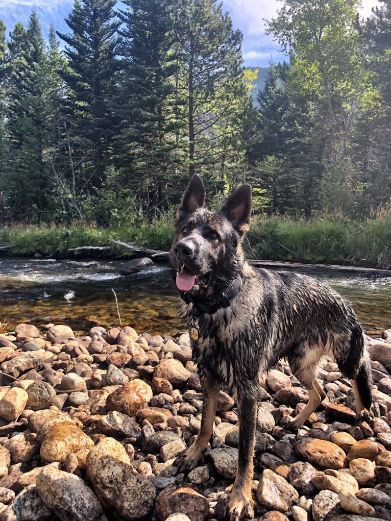 Booth vom Wahrsten, a German Shepherd Dog tested with EmbarkVet.com