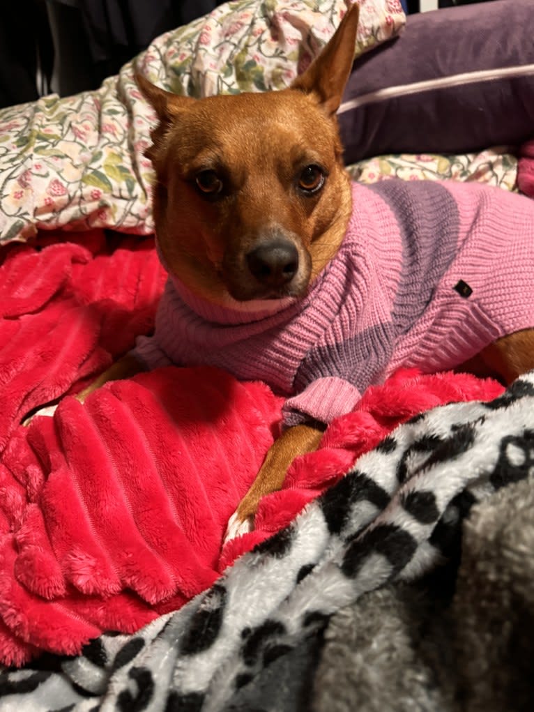 Scarlet, an Australian Cattle Dog and Chihuahua mix tested with EmbarkVet.com