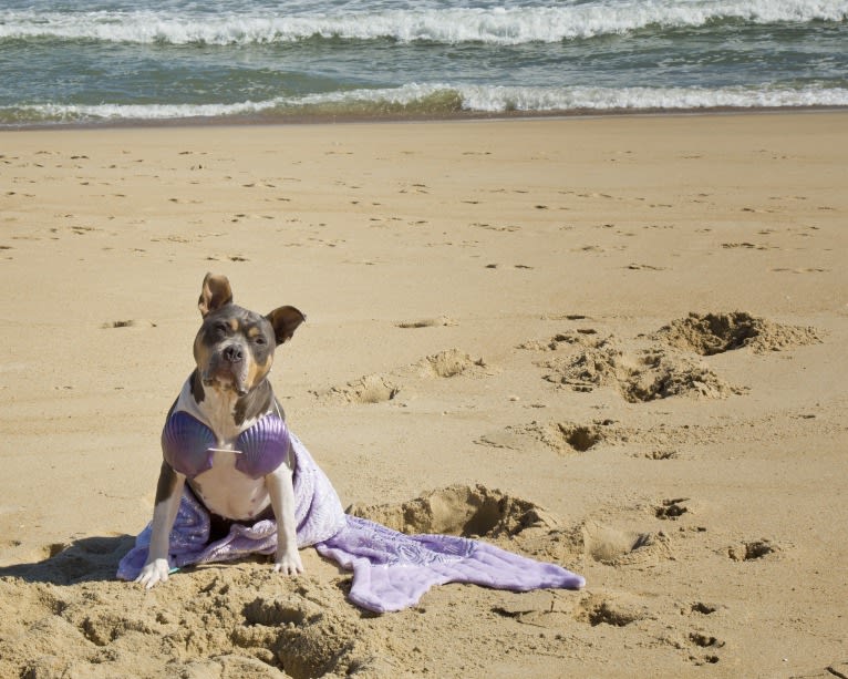 Letty von Wigglebottom, an American Bully and American Pit Bull Terrier mix tested with EmbarkVet.com