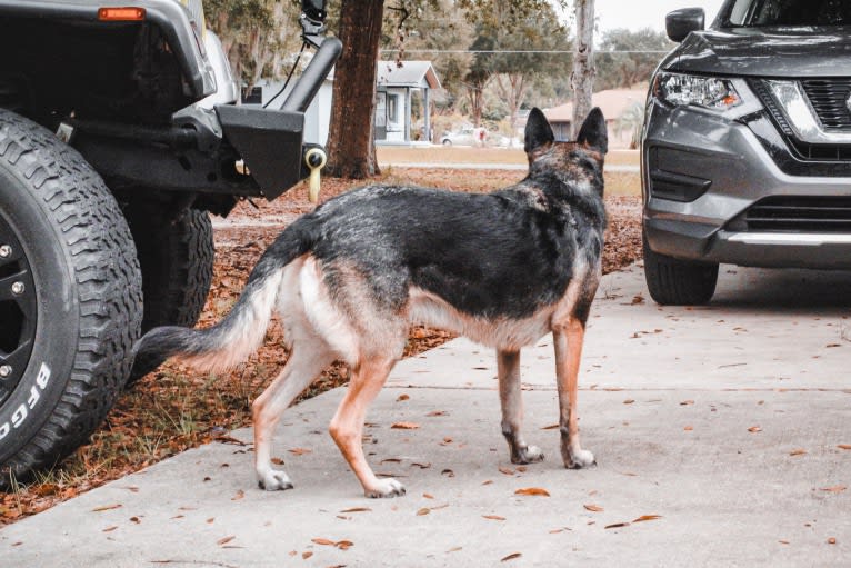 Myla, a German Shepherd Dog and Border Collie mix tested with EmbarkVet.com