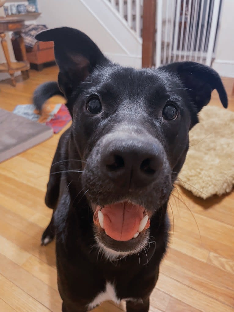 Arlo, an American Pit Bull Terrier and Chow Chow mix tested with EmbarkVet.com