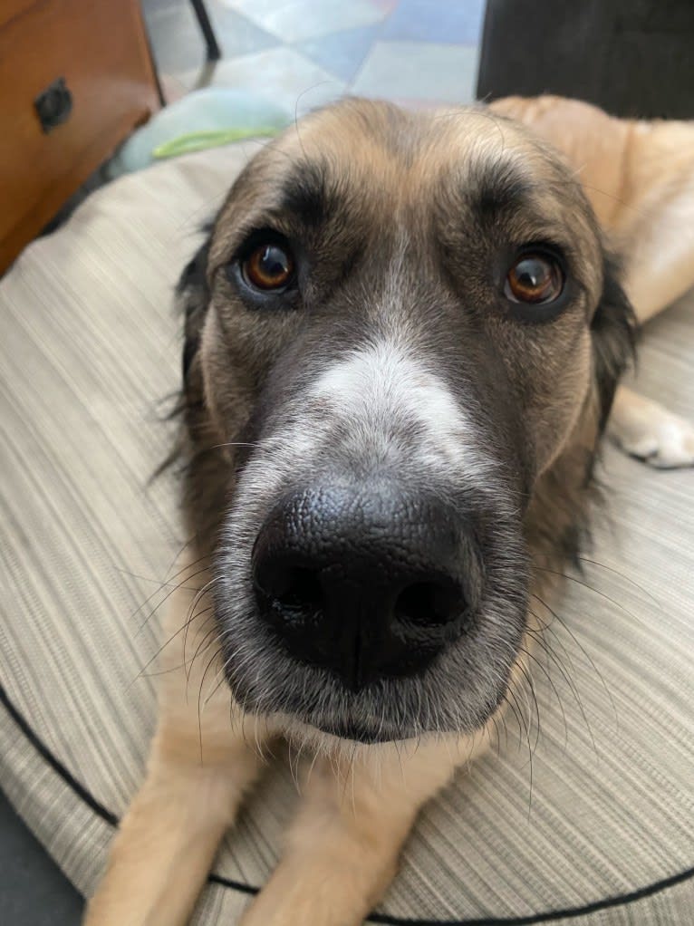 Maverick, a Great Pyrenees and Anatolian Shepherd Dog mix tested with EmbarkVet.com