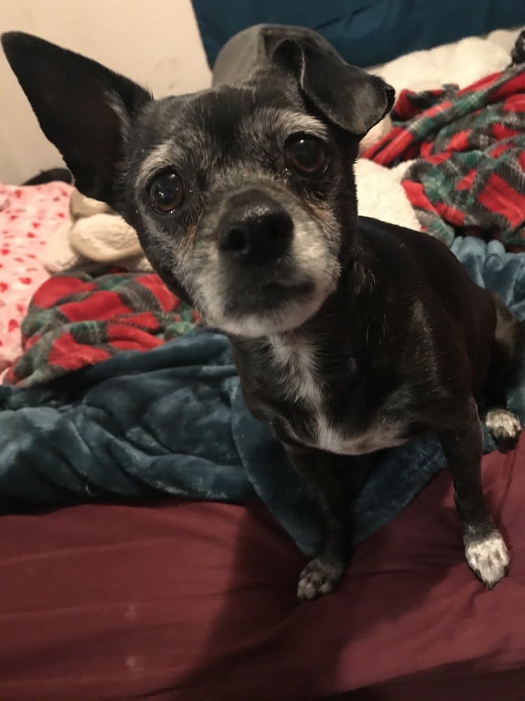 Serena Lorena, a Chihuahua and Pekingese mix tested with EmbarkVet.com