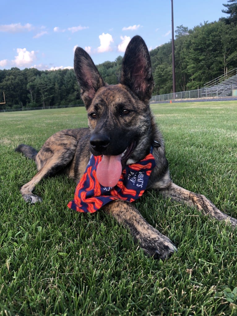 Kona, a Siberian Husky and German Shepherd Dog mix tested with EmbarkVet.com