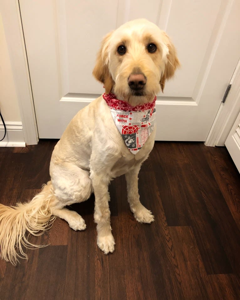 Sandy, a Goldendoodle tested with EmbarkVet.com