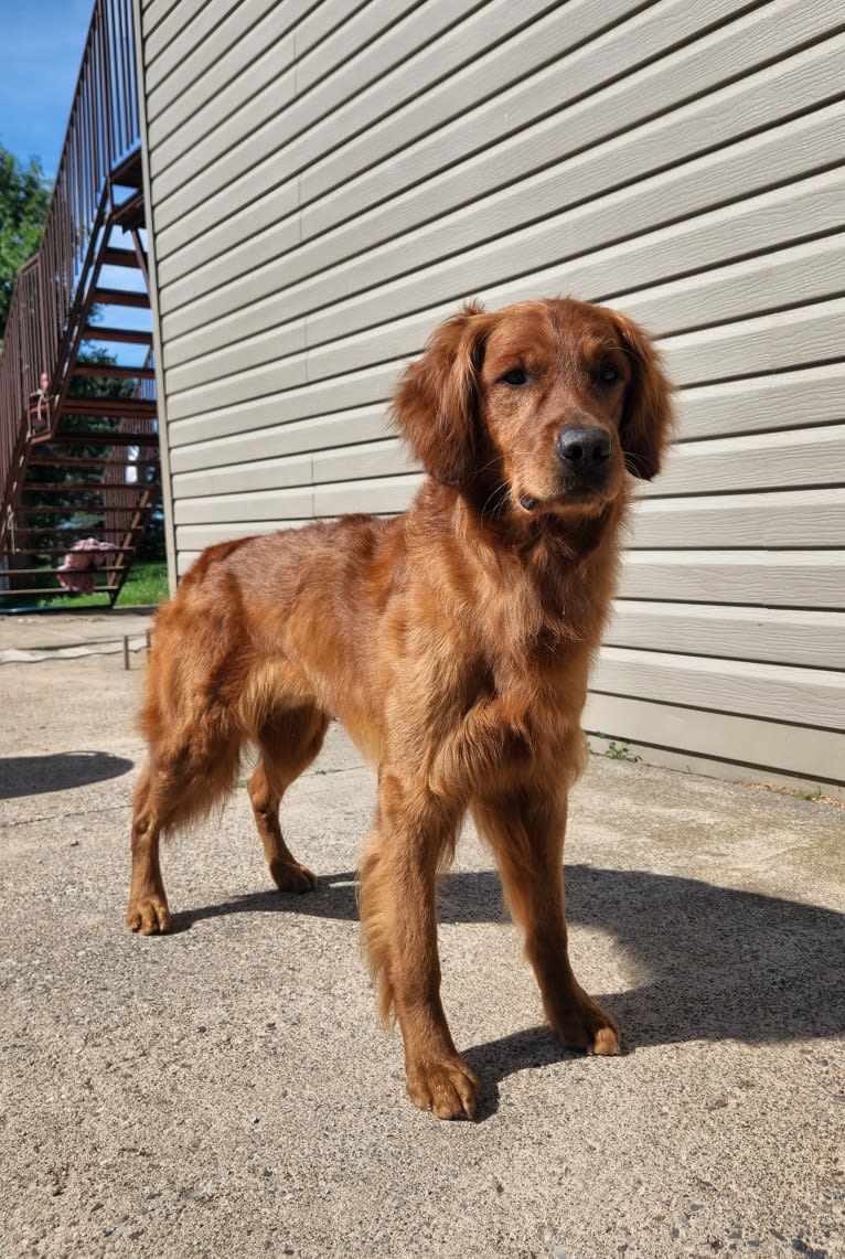 Eclipse, a Golden Retriever tested with EmbarkVet.com