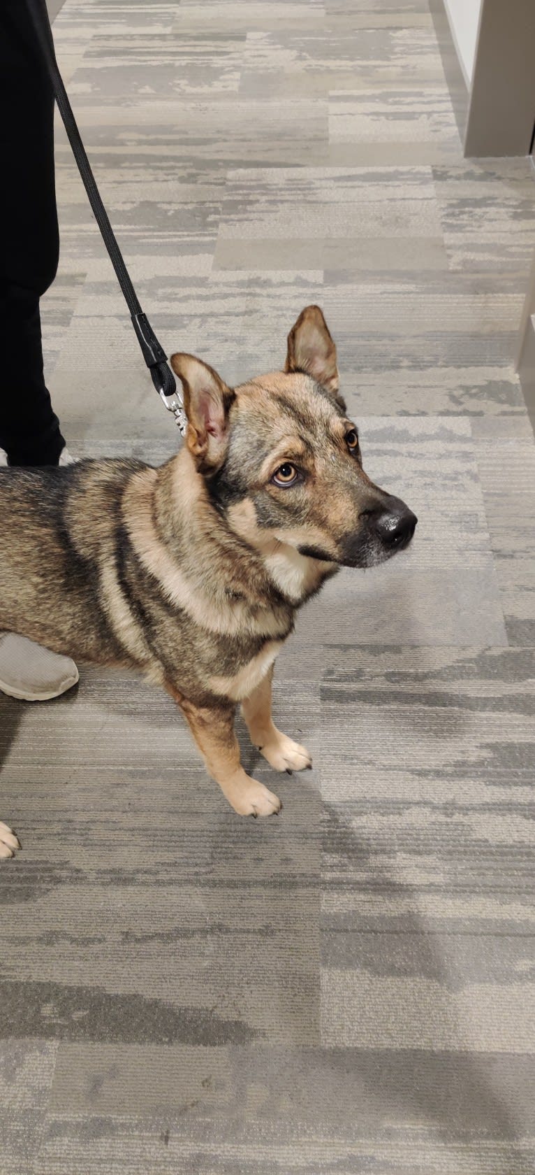 Ruka, a German Shepherd Dog and Siberian Husky mix tested with EmbarkVet.com