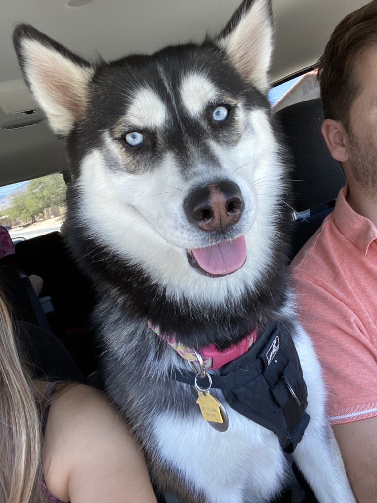 Shasta, a Siberian Husky tested with EmbarkVet.com