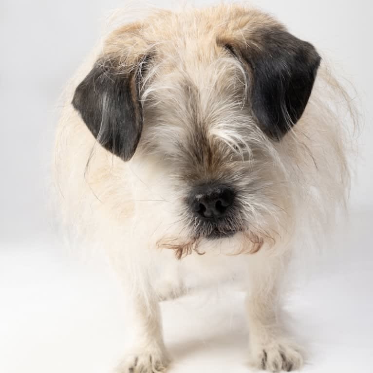 Winston, a Pugapoo tested with EmbarkVet.com