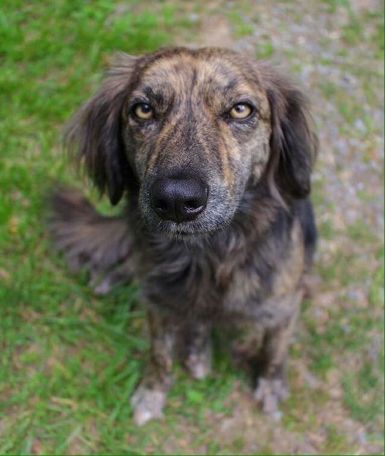 Mama dáy, a Plott and Border Collie mix tested with EmbarkVet.com