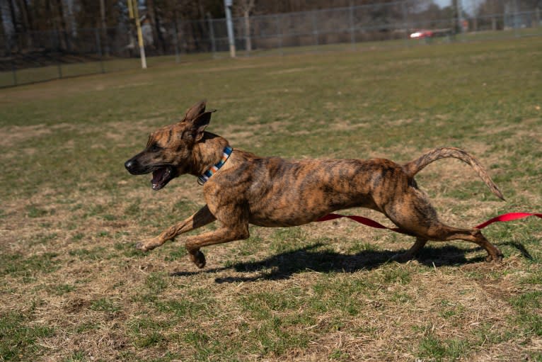 Lady Lulu, a Belgian Malinois and Boxer mix tested with EmbarkVet.com