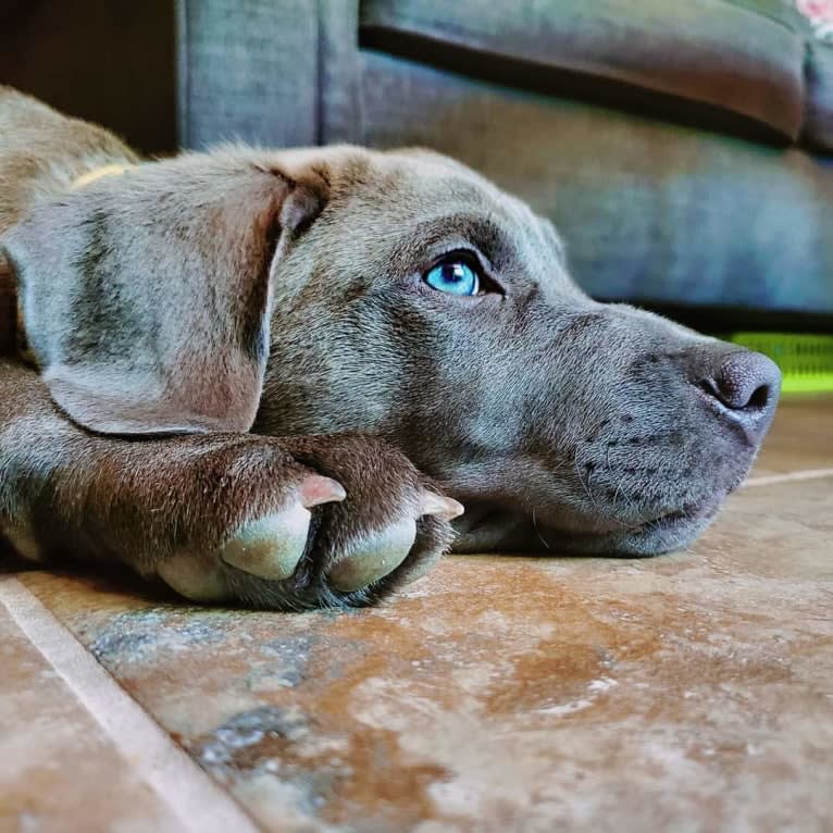 Jaxon, an American Pit Bull Terrier and Chow Chow mix tested with EmbarkVet.com