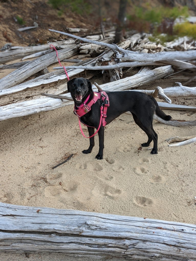 Blue Fur, a Southeast Asian Village Dog and Pug mix tested with EmbarkVet.com