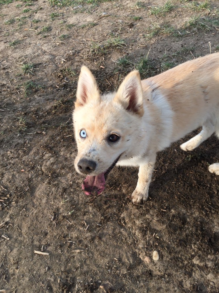 Obi-Wan, a Pomsky tested with EmbarkVet.com