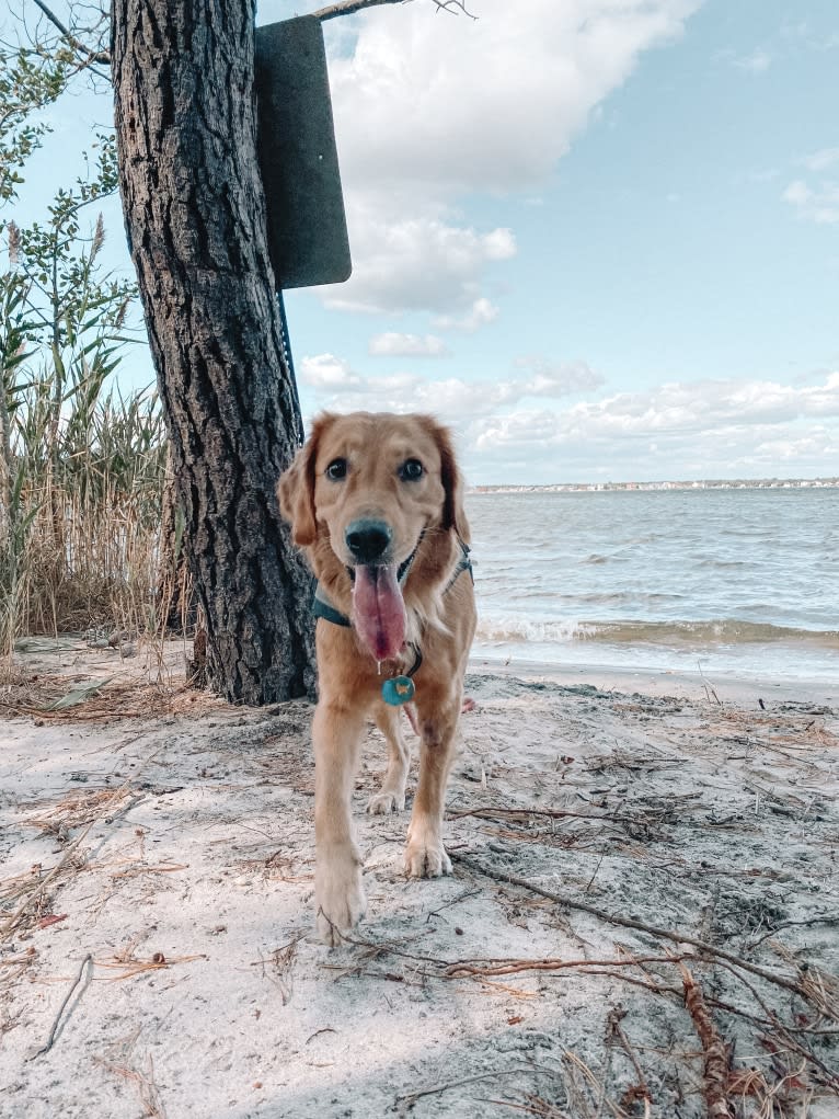 Marley, a Golden Retriever tested with EmbarkVet.com