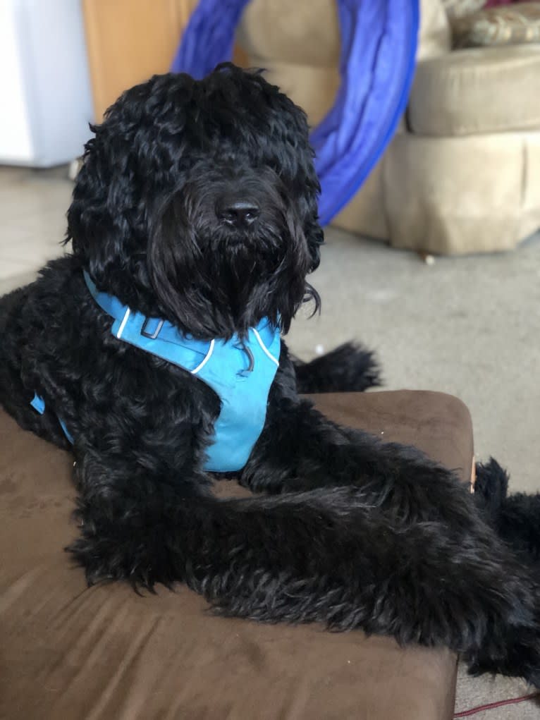 Leopold, a Newfypoo tested with EmbarkVet.com