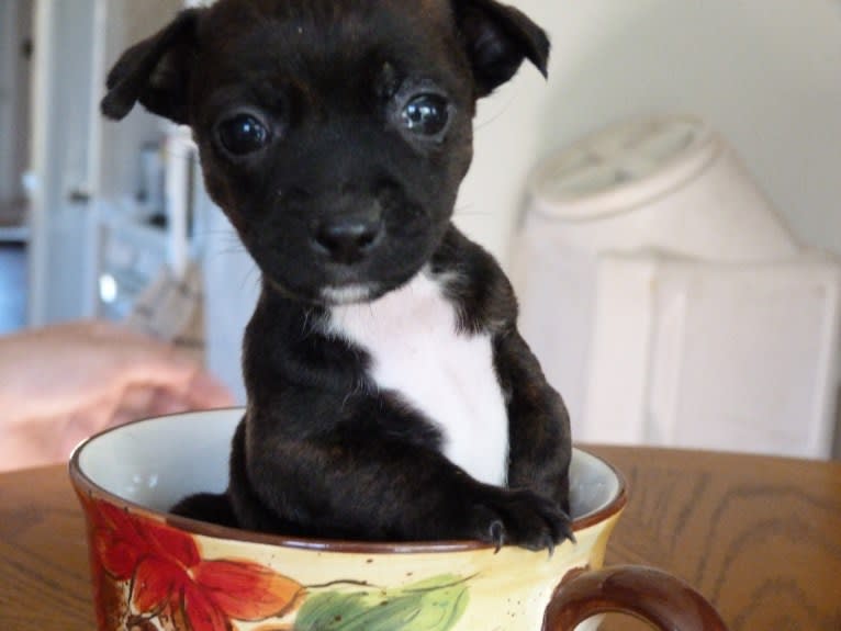 Jetta, a Miniature Pinscher and Boston Terrier mix tested with EmbarkVet.com