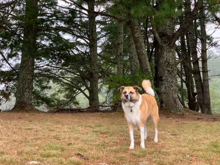 Teddy, an American Eskimo Dog and Australian Cattle Dog mix tested with EmbarkVet.com